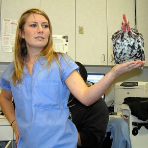 How to Begin a Professional Career as a Veterinary Technician