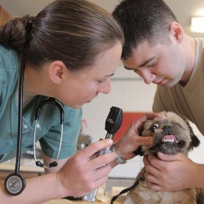 How to Begin a Professional Career as a Veterinarian