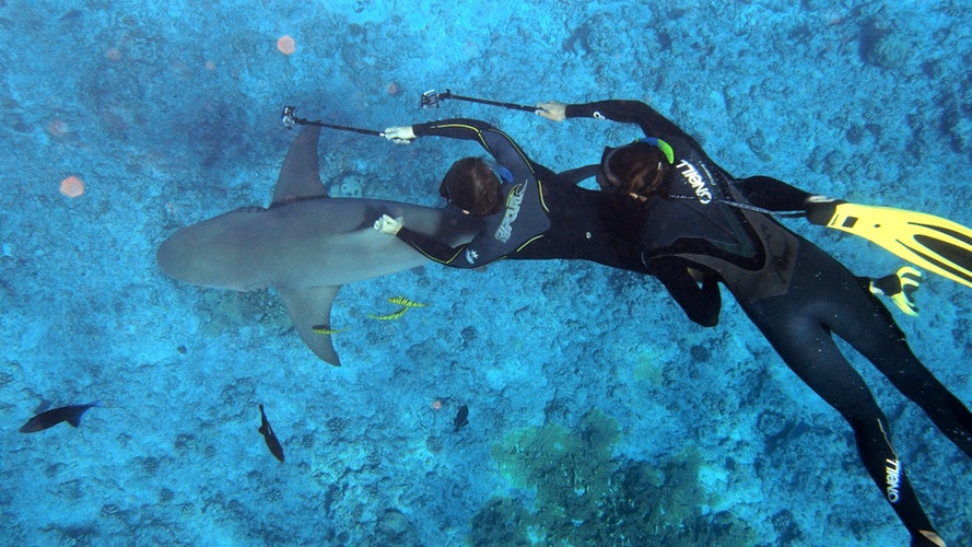 two divers taking photo of shark